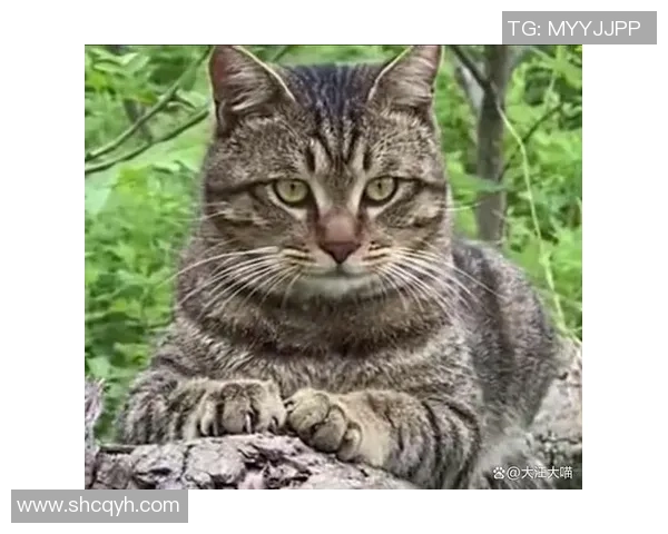 足球明星名字命名的猫咪们趣味大集合你最喜欢哪一只猫咪呢